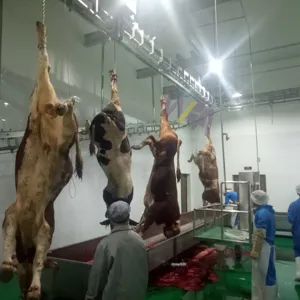 Large Scale Cattle Slaughterhouse Slaughtering Processing Line Equipment For Abattoir Cow And Sheep