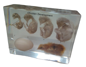 Espécimen de Crecimiento Animal Real, Patrón de Desarrollo Embrionario, Patrón de Ciclo de Vida de Pollito - Product Image 6