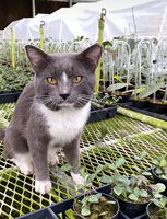 Treillis pour plantes en acrylique transparent de 12 pouces de hauteur pour les plantes grimpantes Hoya et les plantes d'intérieur