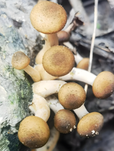 ผงเห็ดอาร์มิลาเรีย - Product Image 2