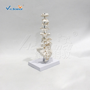 Modèles de morphologie vertébrale de qualité médicale pour l'enseignement et la démonstration de l'anatomie. - Product Image 3