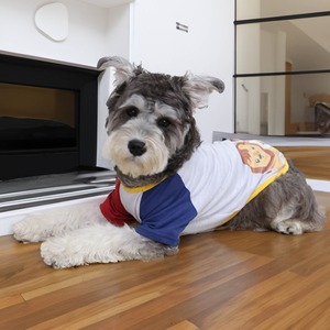 Hersteller Direkt verkauf Doggy <span class=keywords><strong>Love</strong></span> Atmungsaktive Katze Mesh Kleidung Cartoon Nette Hunde weste Hunde kleidung - Product Image 4