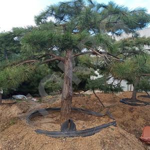 HOKBG Pépinière Planteur UV Stable Respirant PP Tissé <span class=keywords><strong>avec</strong></span> poignées Intérieur Extérieur <span class=keywords><strong>Espalier</strong></span>-pin sac de culture - Product Image 3