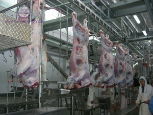 Bền gia súc abattoir thiết bị thịt bò giết mổ bò giết mổ máy cho slaughterhouse Máy chế biến thịt - Product Image 6