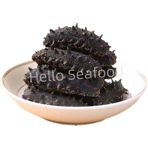 Pepino de Mar Seco Empacado a Granel Listo para Exportar con Alta Calidad - Product Image 3