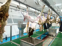 Machine de qualité pour ligne d'abattage de moutons, équipement d'abattoir pour chèvres et agneaux, matériel de boucherie, traitement du mouton