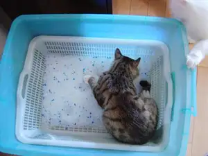 Arena de Gel de sílice de 3,8l, cristal de limpieza para gatos, limpieza de inodoro