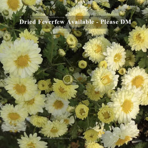 Hojas de Feverfew, hierba de migraña seca <span class=keywords><strong>Natural</strong></span>, extracto <span class=keywords><strong>Casero</strong></span>/infusión/champú/jabón, bolsitas de té personalizadas OEM disponibles - Product Image 2