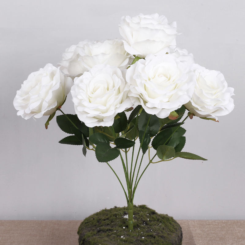 9 หัว, 49 ซม.