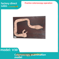 Modèle de formation en sciences médicales de vente directe d'usine Mannequin de côlon naturel pour l'enseignement de démonstration de sigmoïdoscopie et de coloscopie