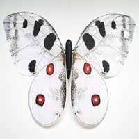 JIN PENG Dron Mariposa RGB de Cuento de Hadas, Juguete Iluminado con Movimiento Fluido para Espectáculos en Escenarios de Bodas