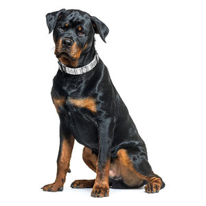 보헤미안 트라이벌 패턴 나일론 애완견 목줄 (골드 D링, 맞춤형 버클, 열전사 프린팅, 소형견, 중형견, 대형견용) - Product Image 2