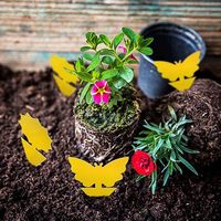 Vliegenvallen voor fruitvliegen en schimmels, blauw/geel, kleverige spray, milieuvriendelijk, wegwerpbaar, bloeivorm, voor binnen/buiten gebruik, beschermt planten