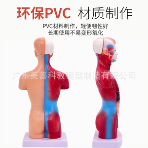 Modèle d'anatomie humaine de 28 cm, cœur et cerveau, modèle de structure humaine, organes médicaux, modèle d'enseignement du torse, modèle d'organes internes - Product Image 2