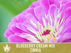 Violet Zinnia Mixte Zinnia Myrtille Crème Kit Héritage Vivace Fleur Jardin Maison Plantation Pot De Fleur Conception Plancher Extérieur - Product Image 4