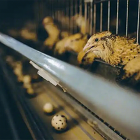 Cage à cailles entièrement automatique de type H en métal avec ligne d'alimentation et d'abreuvement