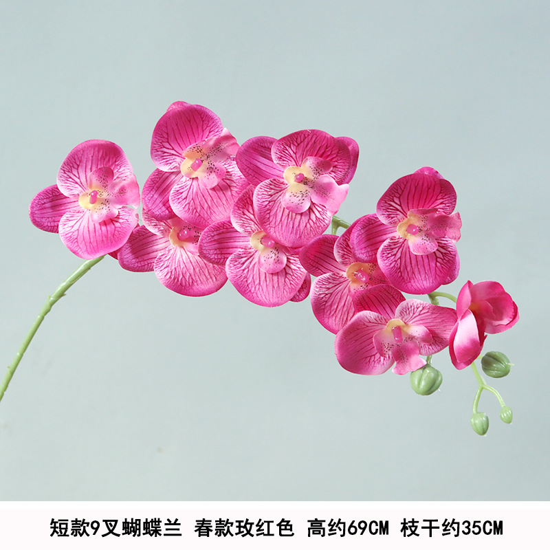 Short 9 volets phalaenopsis style de printemps rose rouge