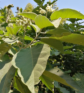 ハーブ<span class=keywords><strong>Mullein</strong></span> Mightbrier <span class=keywords><strong>Leaf</strong></span>用の高品質の新しい生天然Solanum erianthum - Product Image 3