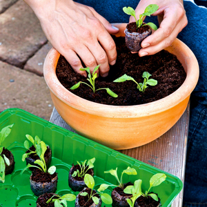 Producto para jardín Coco Coir Jiffy / Coco Peat Coir Proporciona suelo nutritivo para plantas Precio competitivo Hecho por Eco2go Vienam - Product Image 6