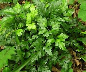 ZH 98% เบอเรีน HCl ระดับสูงสุดผงเบอเรีนจากธรรมชาติบริสุทธิ์ - Product Image 3