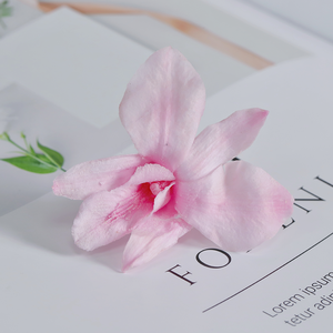 Fleurs décoratives stabilisées <span class=keywords><strong>Cymbidium</strong></span>, <span class=keywords><strong>prix</strong></span> d'usine en gros, naturelles et durables, 3-5 ans, pour la Fête des Mères - Product Image 3