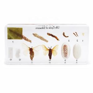 शैक्षिक आपूर्ति राल नमूना रेशमकीट रेशम के कपड़े ज्ञान जीवन चक्र जैविक विज्ञान किट - Product Image 4
