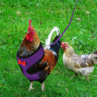 Harnais en Nylon Réglable pour Animaux de Compagnie Gilet d'Entraînement Confortable et Respirant pour Poulet Oie Motif Poulet de Pâques en Polyester Durable