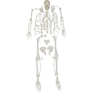 180cm PVC y tế giải phẫu con người Skeleton rải rác xương mô hình cho bệnh viện phòng khám cao đẳng sử dụng - Product Image 1