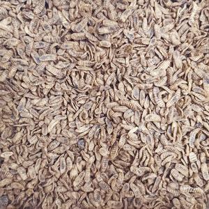 Larves de mouche soldat noire séchées et torréfiées Bioforte, riches en protéines, inodores, ingrédients naturels et biologiques de crevettes blanches du Pacifique et de crabes - Product Image 4