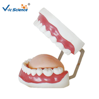 Modelo Dental de 28 Dientes con Aumento 5X, Apertura Bucal Ajustable y Cepillo para Prácticas de Limpieza Dental, CE ISO ROHS CNAS