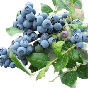 ต้นบลูเบอร์รี่ขนาดใหญ่พิเศษ สายพันธุ์นอร์ธเซาท์ฟรุต แบล็คเพิร์ล บลูเบอร์รี่ แรบบิทอายส์ ปลูกในกระถาง ต้นกล้าผลไม้สด - Product Image 5