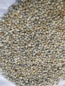 Millet vert de qualité supérieure Agistin, qualité premium, alimentation humaine, grain entier, naturel, sec - Product Image 4