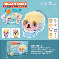 Modelo de Anatomía del Cráneo Humano, Escala 1:2, 17 Partes, Codificación por Colores, Modelo de Ensamblaje DIY para Enseñanza de Anatomía con Tarjetas Guía