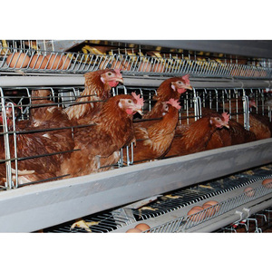 Équipement agricole de haute qualité pour poulets de chair et poules pondeuses, poulailler - Product Image 5