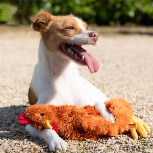 Vente en gros Meilleures fournitures pour animaux de compagnie Jouets de jeu de chien interactif poulet froissé - Product Image 6