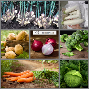 Bán Sỉ Hành Tây Đỏ Hành Tây Vàng Cỡ Lớn - Product Image 4