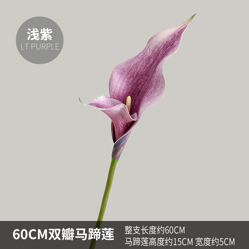 Pourpre 60cm
