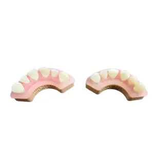 OEM באיכות גבוהה 3D הדפסת שרף שן הוראת שיניים דגם