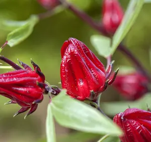 Té de hierbas QYS, flor de desintoxicación, hibisco, Roselle, refresco de hielo sin azúcar y té negro adelgazante para perder peso hecho en China