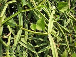 Orgánico 5% Concentración Cissus Quadrangularis Extracto de hierbas en polvo Grado alimenticio Empaquetado a granel Hadjod Leaf Parte usada Pure - Product Image 3