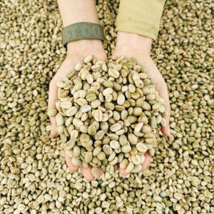 Granos de café verde Arábica de Vietnam de alta calidad, muestra gratuita seca disponible - Product Image 4