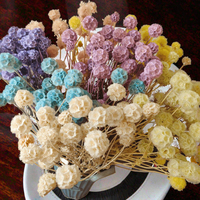 Lovebay Groothandel Gedroogde Bloem Geconserveerde Scabiosa Voor Decoratie Natuurlijk Geconserveerde Windmolen Bloem Voor Bruiloft Home Office Party