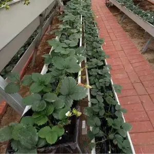 Low Cost Manufacturer Gardening Watering Strawberry Grow Gutter Gully Systems Greenhouse Equipment Supplier