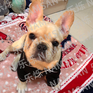 Abrigo para Perro NAMSAN, Negro, de Algodón, Clásico y Elegante, Ropa para Perros para Todas las Estaciones - Product Image 2