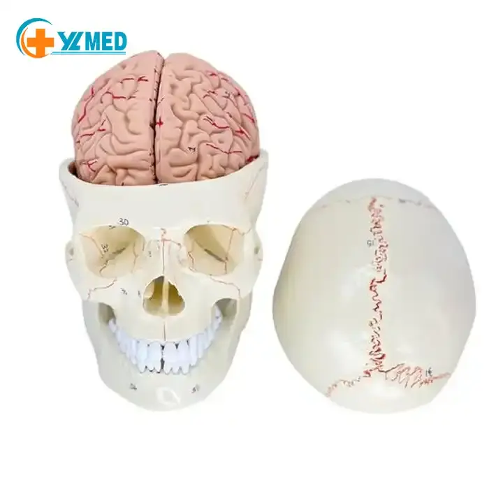 医学骨モデル骨縫合頭蓋骨付属脳8コンポーネントモデル