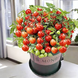 Origine des plantes de tomates : Tomates à haut rendement pour la décoration des jardins et des cours - Product Image 1