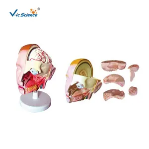 medical anatomical model High quality anatomy mannequins head with brain medical science education model