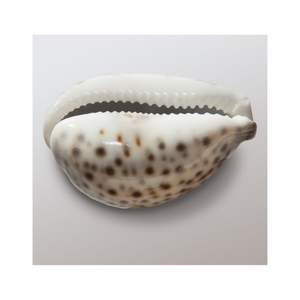 เปลือกหอยคุณภาพสูงสำหรับตกแต่งเฟอร์นิเจอร์และอุปกรณ์เสริม - Product Image 1