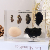 Poids de papier en résine avec spécimen de poussin taxidermisé en acrylique, jouet éducatif pour l'enseignement