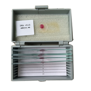 Школьные Учебные ресурсы куриная эмбриология подготовили слайды для микроскопа - Product Image 5